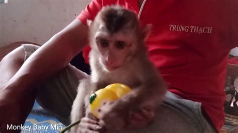 Monkey toys - baby monkeys play very funny ducklings - YouTube