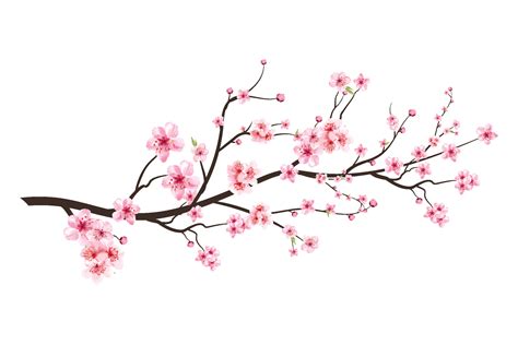 Realistic Cherry blossom branch. Cherry blossom with pink Sakura flower ...