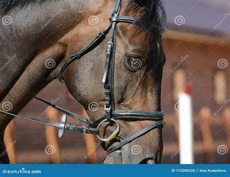 Portrait of a Dark Bay Sport Horse in Motion Stock Photo - Image of gray, boots: 115200326