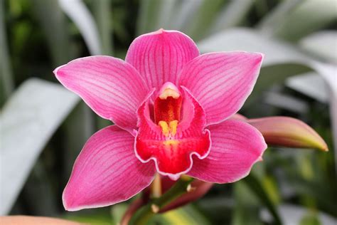 Between Chicago and India: Day 128 : Hot Pink Orchid