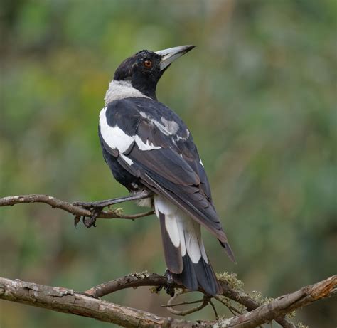 Bird of the month: Australian Magpie – Connecting Country