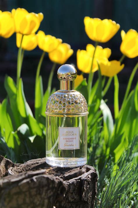 Aqua Allegoria Mandarine Basilic Guerlain perfume - a fragrance for women 2007