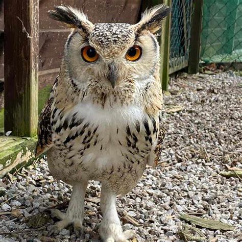 Adopt An Owl - The Owls Trust