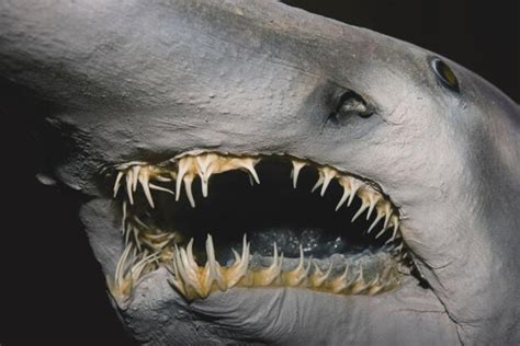 Goblin Shark Habitat: Distribution And Living Environment – Ocean ...