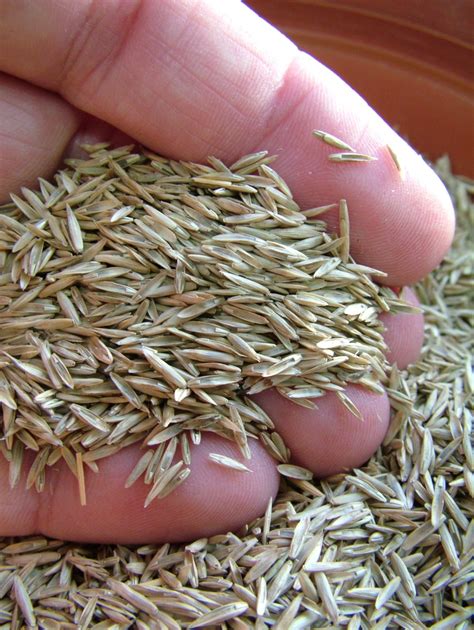 What You Need to Know about Grass Seed | Turfcareblog