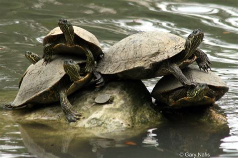 Texas Cooter - Pseudemys texana