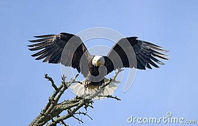 Bald Eagle Landing Stock Photos - Image: 890773