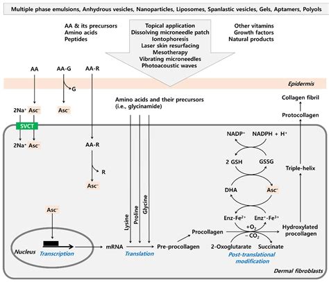 výťažok prevod Stereotyp vitamin c and collagen pôvabný extrémisti Vytrvalosť