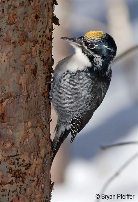 american-three-toed-woodpecker-860 | Bryan Pfeiffer