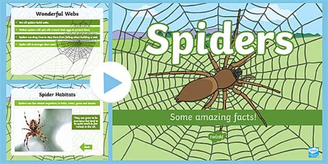 Spiders Facts PowerPoint | Science Resources (teacher made)