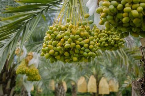 Date Palm Tree Stock Photos, Images and Backgrounds for Free Download