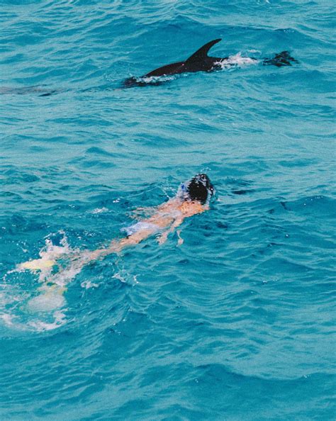 The Bahamas- swimming with wild dolphins – laylakuijper