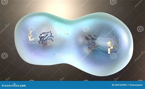 Cell Division or Cloning Cells. Stem Cells Dividing Under the Microscope Stock Illustration ...