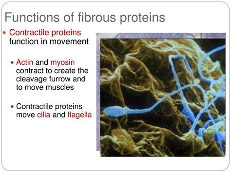 PPT - The Protein PowerPoint Presentation, free download - ID:5591272