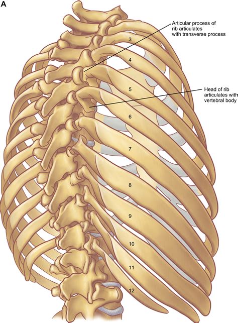 The Anatomy of the Ribs and the Sternum and Their Relationship to Chest Wall Structure and ...