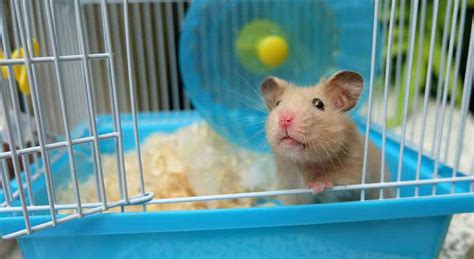 Best Hamster Cage: Top Choices for Syrian And Dwarf Hamsters