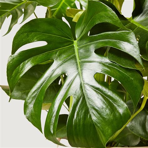 Swiss Cheese Plant | Monstera Deliciosa | Patch