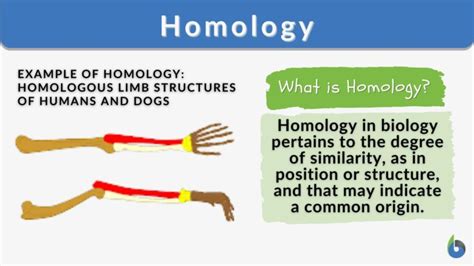 Homology - Definition and Examples - Biology Online Dictionary