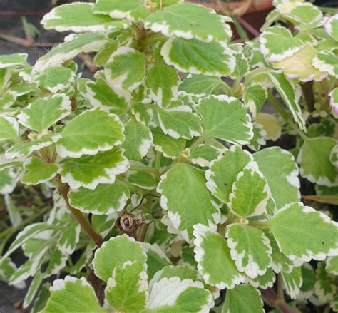 Plectranthus coleoides 'Variegata', Variegated Mintleaf from Shrubland Nurseries in Suffolk