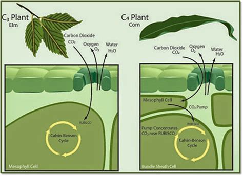 Biology Class 11 NCERT Solutions: Chapter 13 Photosynthesis in Higher ...