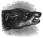 Category:Dogs snarling - Wikimedia Commons