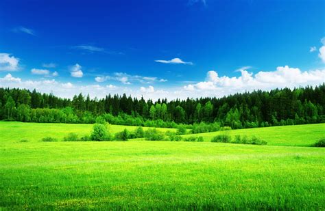 4K Grass Wallpapers - Top Free 4K Grass Backgrounds - WallpaperAccess