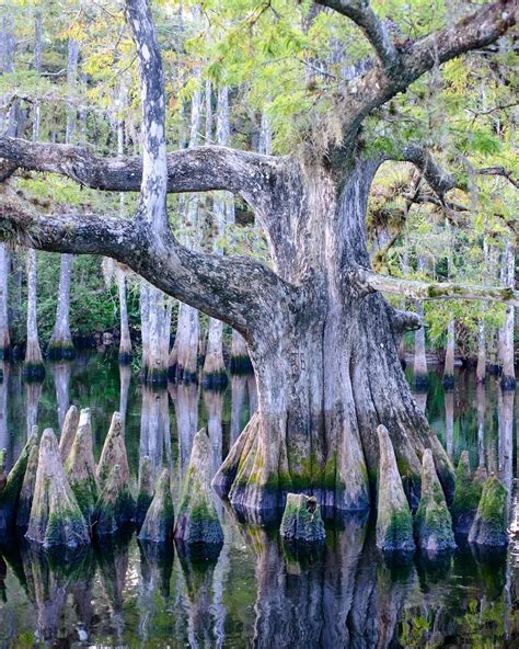 National Geographic Travel on Instagram: “Photo by @CarltonWard // An cypress tree grows in ...