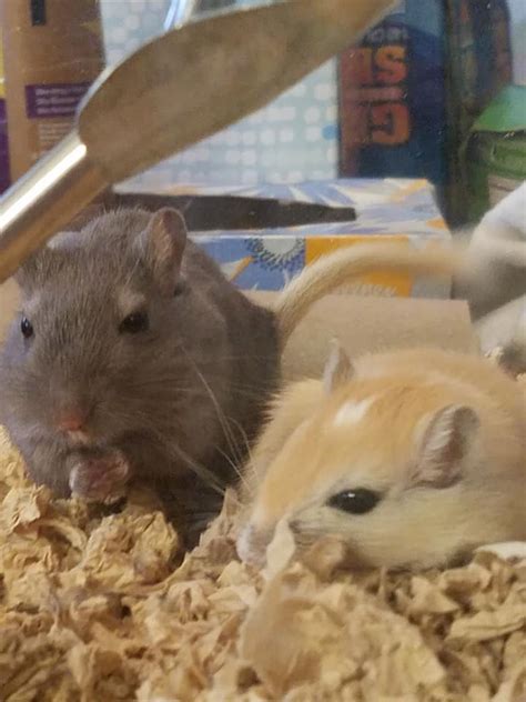 New Gerbil Breeding Pair | Gerbil Hub