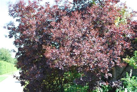 Cotinus Coggygria 'Royal Purple' | Emerald Plants