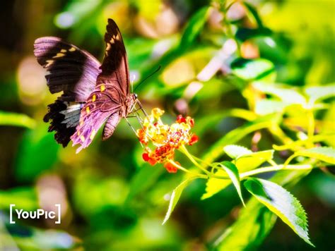 common crow butterfly by Instagram @uwe_foto on YouPic