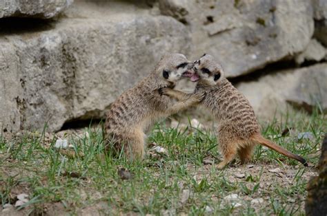 Fighting Meerkats by Tingil on DeviantArt