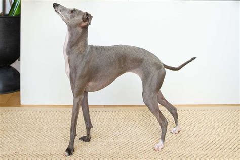 Italian Greyhound: Dog Breed Characteristics & Care