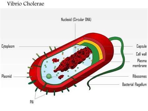 Vibrio Cholerae Cell Structure