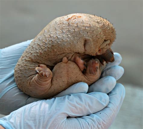 Echidna Puggle Earns its Spikes - ZooBorns