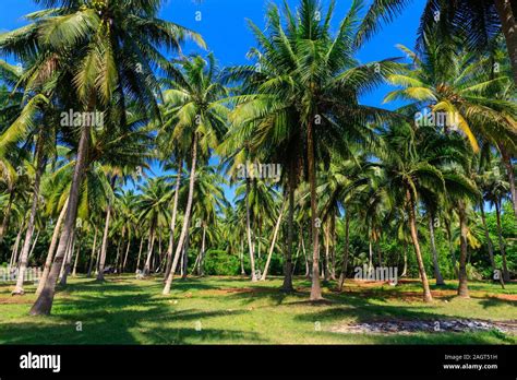 Coconut farm thailand hi-res stock photography and images - Alamy