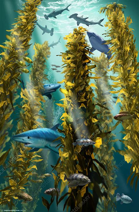 Sharks in a kelp forest - Stock Image - C028/7633 - Science Photo Library