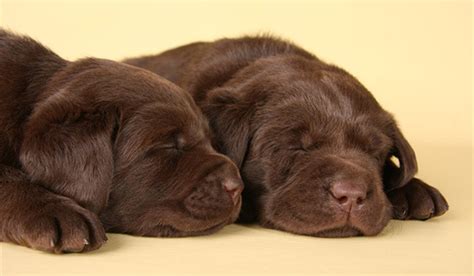 Chocolate Lab Puppies Swimming