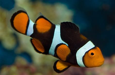 10 Facts about Clownfish | Fact File