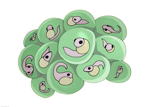 Frog Eggs Clip Art