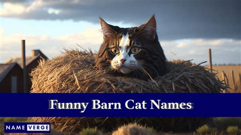 Barn Cat Names: 250+ Best Funny Names For Your Barn Cats