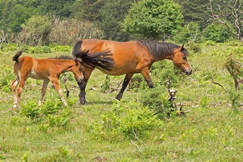 New Forest Pony and Foal near Stoney Cross. They are valued for hardiness, strength, and sure ...