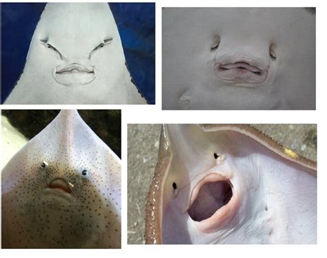 An close-up encounter with a stingray mouth — Maps, coastal adventures ...