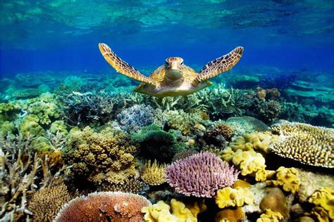 Great Barrier Reef Wallpapers - Top Free Great Barrier Reef Backgrounds ...