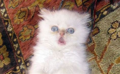 Funny Images Photos Of Shocked Animals