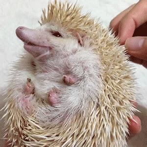 Hedgehog GIF - Find & Share on GIPHY