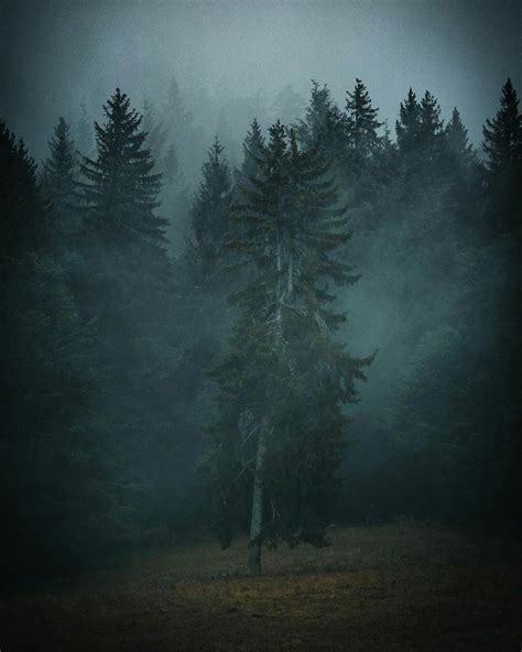 Black Forest, Germany | Black forest germany, Black forest, Dark forest