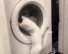 Cat Washing Machine Cat Machine GIF - Cat Washing Machine Cat Machine Cat Washing - Discover ...