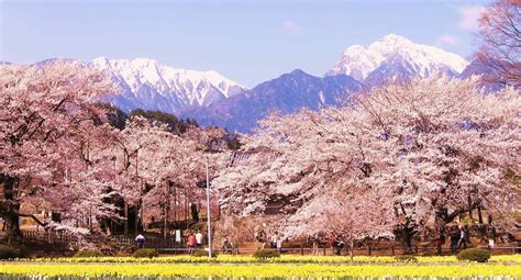 日本樱花照片_日本樱花节的照片_微信公众号文章