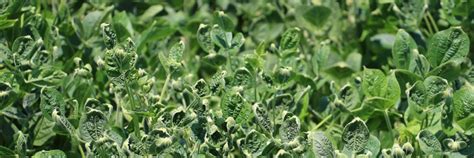 dicamba_damage - Dicamba Drift Lawsuits