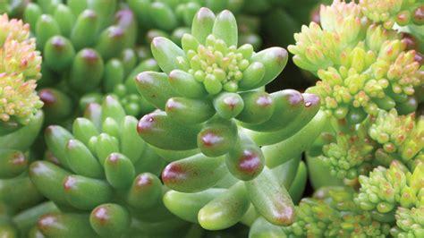 Easy-Care Sedum Plants